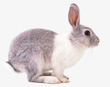 Transparent Rabbit, HD Png Download, Transparent PNG