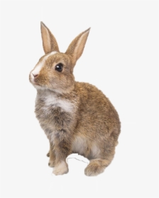 Bunnies Png Background - Domestic Rabbit, Transparent Png, Transparent PNG