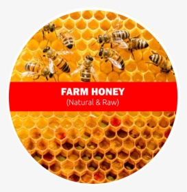 Raw Farm Honey - Bees Work Together To Make A Honeycomb, HD Png Download, Transparent PNG