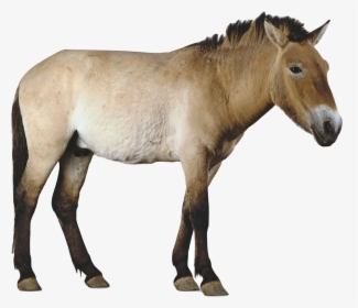 Przewalki S Horse - Przewalski's Horse Transparent Background, HD Png Download, Transparent PNG