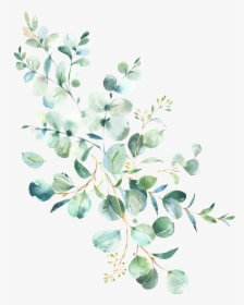 Eucalyptus Frame Watercolor, HD Png Download, Transparent PNG