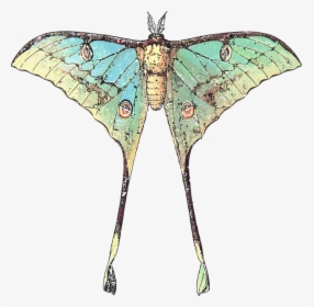 Vector Insects Moth - Butterfly With Long Wings, HD Png Download, Transparent PNG