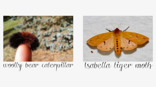 Transparent Moths Png - Isabella Tiger Moth, Png Download, Transparent PNG