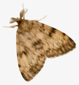 Gypsy Moth Adult - Gypsy Moth Transparent, HD Png Download, Transparent PNG