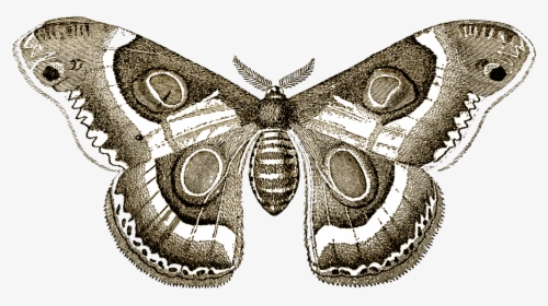 Biodiversity Black And White, HD Png Download, Transparent PNG