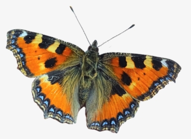 Large Tortoiseshell, HD Png Download, Transparent PNG