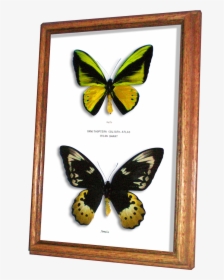 Birdwing, HD Png Download, Transparent PNG