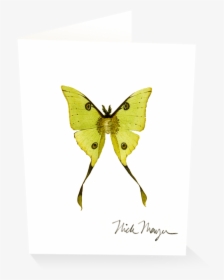 Madagascan Moon Moth - Southern Dogface, HD Png Download, Transparent PNG