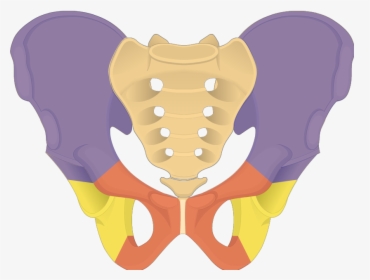 Transparent Cartoon Bone Png - Os Coxae Bones, Png Download, Transparent PNG