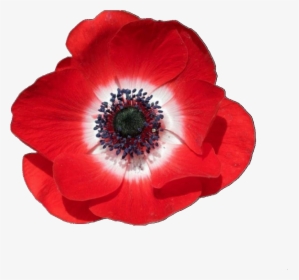 Overlay, Png, And Red Image - Poppy Flower Transparent Background, Png Download, Transparent PNG