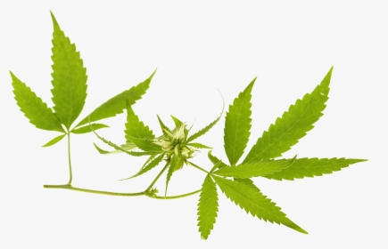Marijuana Leaf, HD Png Download, Transparent PNG