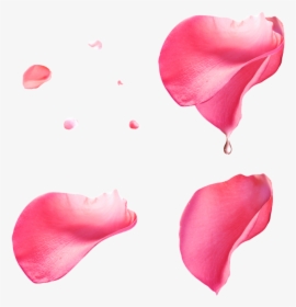 Pink Petals With Transparent - Pink Rose Petals Png, Png Download, Transparent PNG