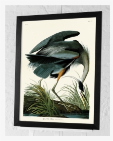 Great Blue Heron By John James Audubon 80cm - Audubon Heron, HD Png Download, Transparent PNG