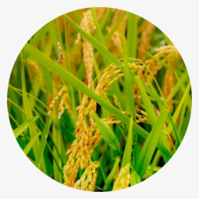 Sweet Grass, HD Png Download, Transparent PNG