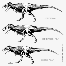 Carcharodontosaurus Skeleton , Png Download - Triceratops Vs T Rex Size, Transparent Png, Transparent PNG