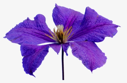 Transparent Clematis Clipart - Lilac Hibiscus, HD Png Download, Transparent PNG