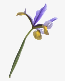 Iris Flower Transparent Background, HD Png Download, Transparent PNG