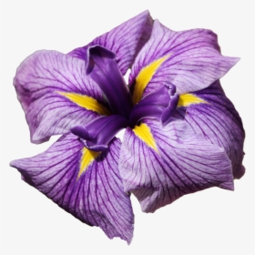 Blue Iris - Iris Flowers Transparent Png, Png Download, Transparent PNG