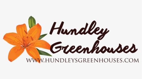 Hundley S Greenhouses - Orange Lily, HD Png Download, Transparent PNG