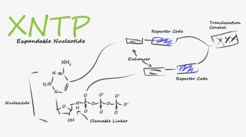 Xntp Low Border, HD Png Download, Transparent PNG