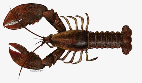 American Lobster - Scientific Name For A Lobster, HD Png Download, Transparent PNG