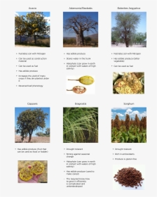 Desert Vegetation - Useful Plants For Environment, HD Png Download, Transparent PNG