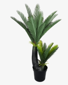 Artificial Two Headed Cycas Tree - Sago Palm, HD Png Download, Transparent PNG