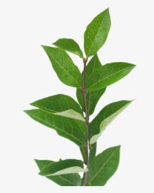 American Holly, HD Png Download, Transparent PNG
