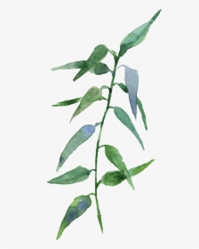 Russian Olive, HD Png Download, Transparent PNG