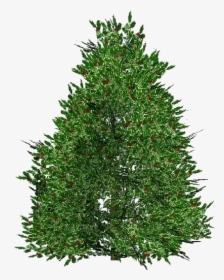 3d Flowers - Holly - Acca Software - Christmas Tree, HD Png Download, Transparent PNG