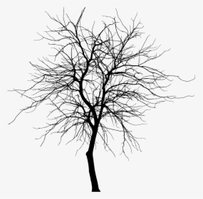 Transparent Bare Tree Silhouette, HD Png Download, Transparent PNG