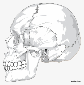 Human Skull Side View, HD Png Download, Transparent PNG