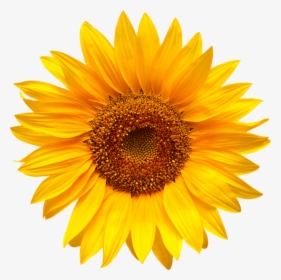 Sunflower - Sunflower Png Hd, Transparent Png, Transparent PNG