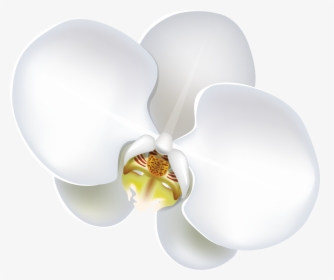 Flower , Png Download - Moth Orchid, Transparent Png, Transparent PNG