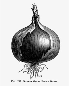 Allicin - Onion Drawing Vintage, HD Png Download, Transparent PNG