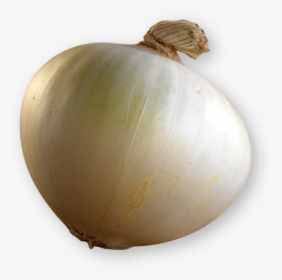 Yellow Onion, HD Png Download, Transparent PNG