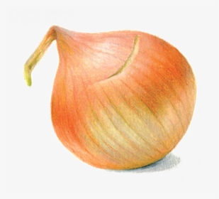 Red Onion, HD Png Download, Transparent PNG