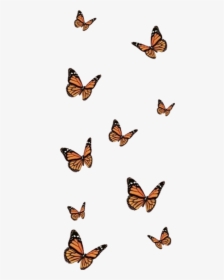 Filter Butterfly Orange Black Aesthetic Monarch Butterfly Hd Png Download Transparent Png Image Pngitem