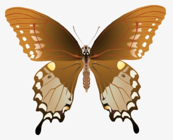 Butterfly Png Images Png - Papilio Troilus Male And Female, Transparent Png, Transparent PNG