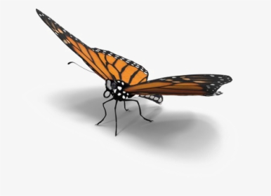 Butterfly Download Png Image - Real Realistic Butterfly Png, Transparent Png, Transparent PNG