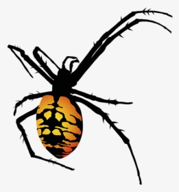 Graphic Image Of Spider, HD Png Download, Transparent PNG