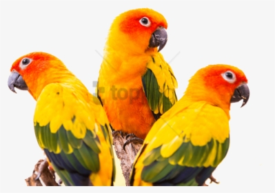 Free Png Sun Conure Bird Png Image With Transparent - Sun Conure Green Cheek Conure, Png Download, Transparent PNG