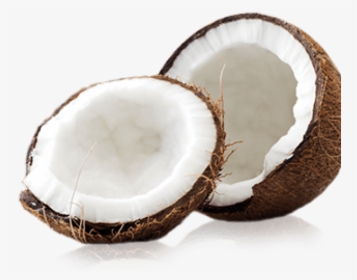 Coconut Png Transparent Images - Coconut, Png Download, Transparent PNG