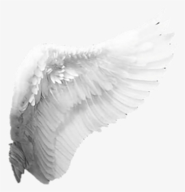 Angel Wings Png , Png Download - Angel Wings No Background, Transparent Png, Transparent PNG