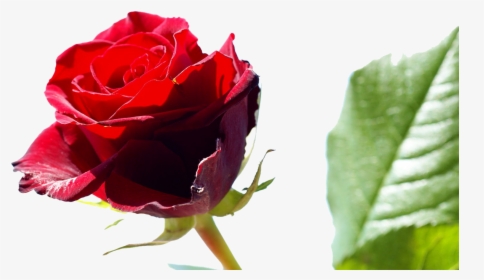 Red Roses Flower Rose Pictures 429png - Friendship Day 2018 Images Download, Transparent Png, Transparent PNG