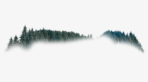 Christmas Tree, HD Png Download, Transparent PNG