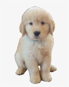 Transparent Golden Retriever Puppy Png - Companion Dog, Png Download, Transparent PNG