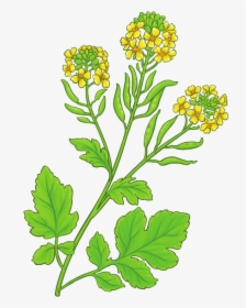 Plants (1) - Mustard Seeds Stock Illustration, HD Png Download, Transparent PNG