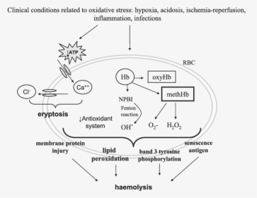Concise Mechanisms Involved In Red Blood Cells Haemolysis - Oxidative Stress In Erythrocytes, HD Png Download, Transparent PNG