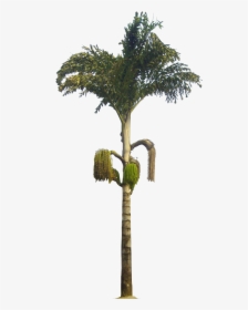 Kithul Tree Caryota Urens - Caryota Urens Png, Transparent Png, Transparent PNG